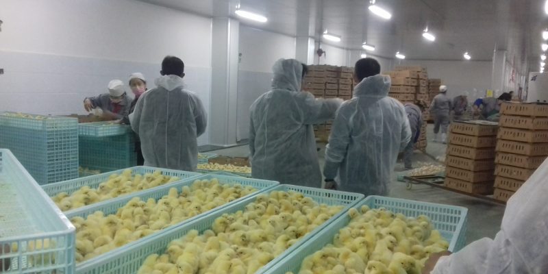 Hatchery Automation