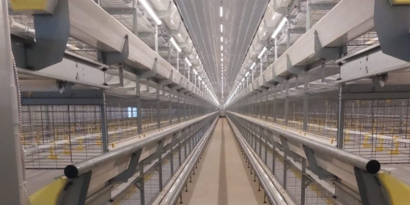 Broiler Cages