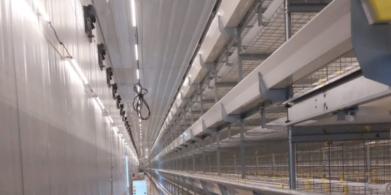 Broiler Cages