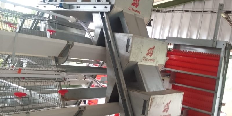 A frame Layer Cages