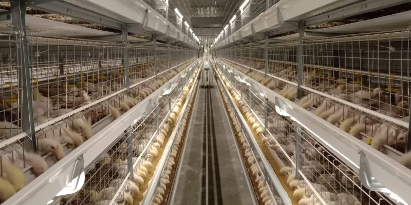 Broiler Cages