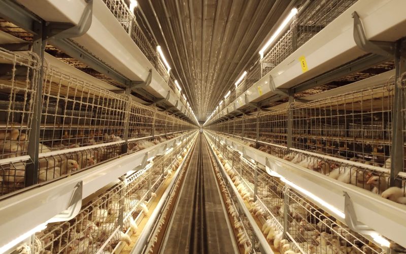 baguse poultrindo (4)